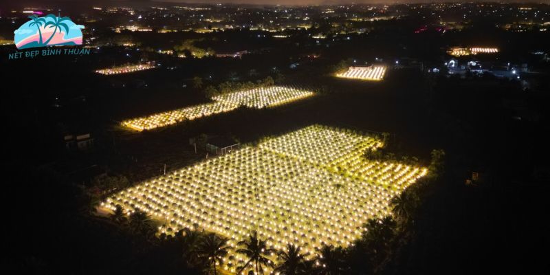 Nét đẹp của những vườn thanh long về đêm