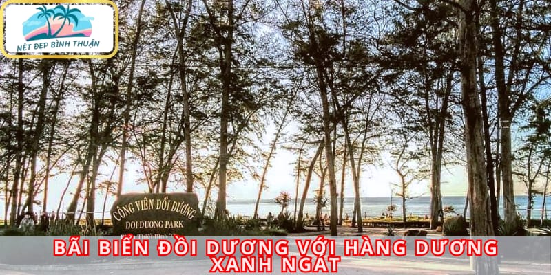 Bãi biển Đồi Dương với hàng dương xanh ngát, mê hoặc lòng người