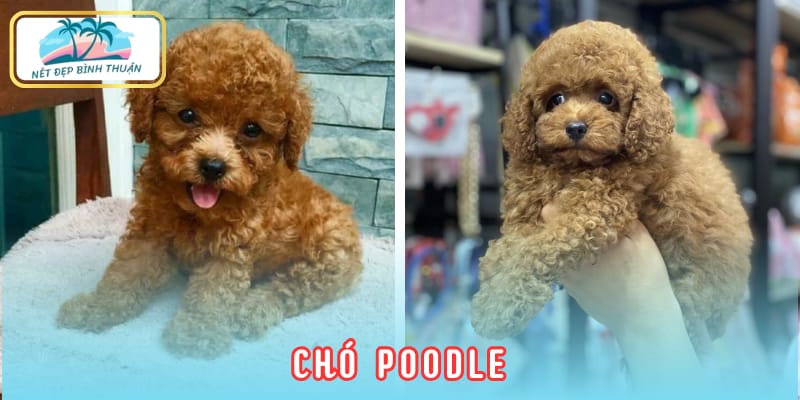 Chó Poodle