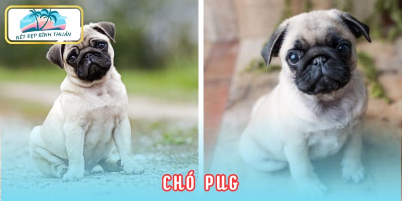 Chó Pug