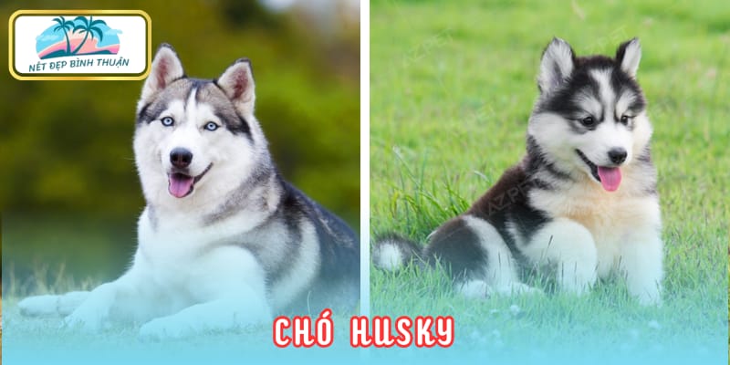 Chó Husky