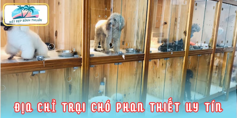 Địa chỉ trại chó Phan Thiết uy tín