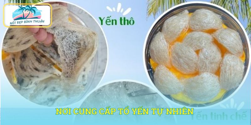 Nơi cung cấp tổ yến tự nhiên - dấu ấn đặc biệt