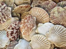 ca-gi-nuong-ngon (6)