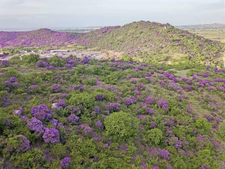 cay-bang-lang-binh-thuan (2)