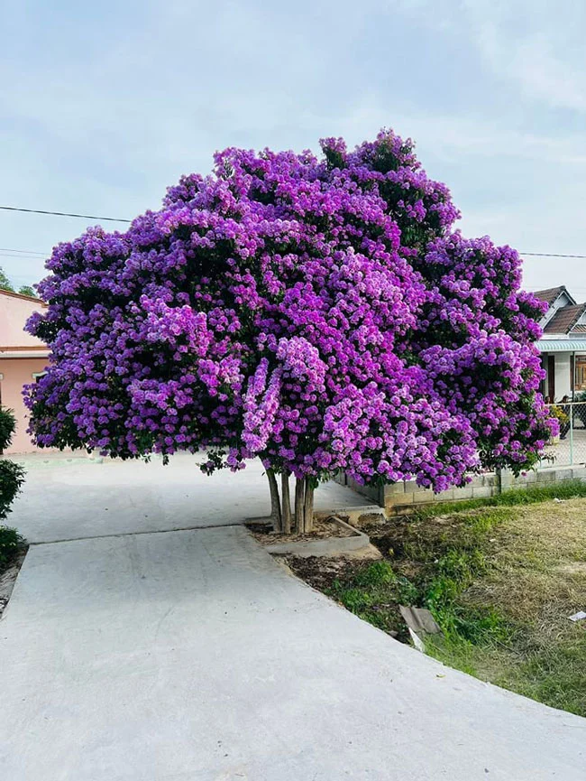 cay-bang-lang-binh-thuan (3)