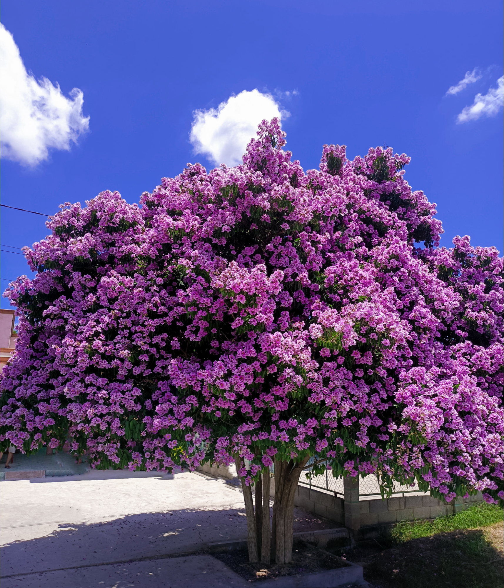 cay-bang-lang-binh-thuan (4)