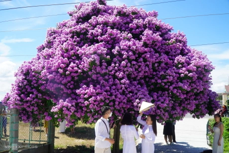 cay-bang-lang-binh-thuan (5)