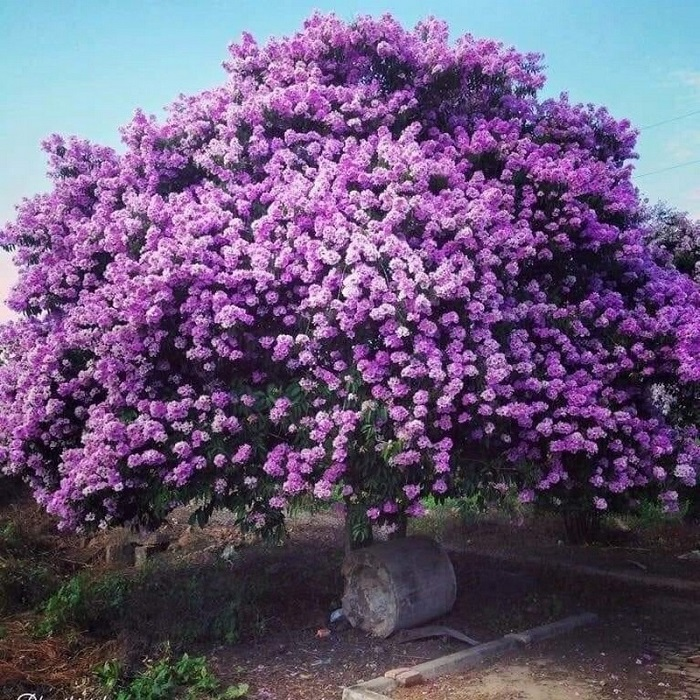 cay-bang-lang-binh-thuan (6)