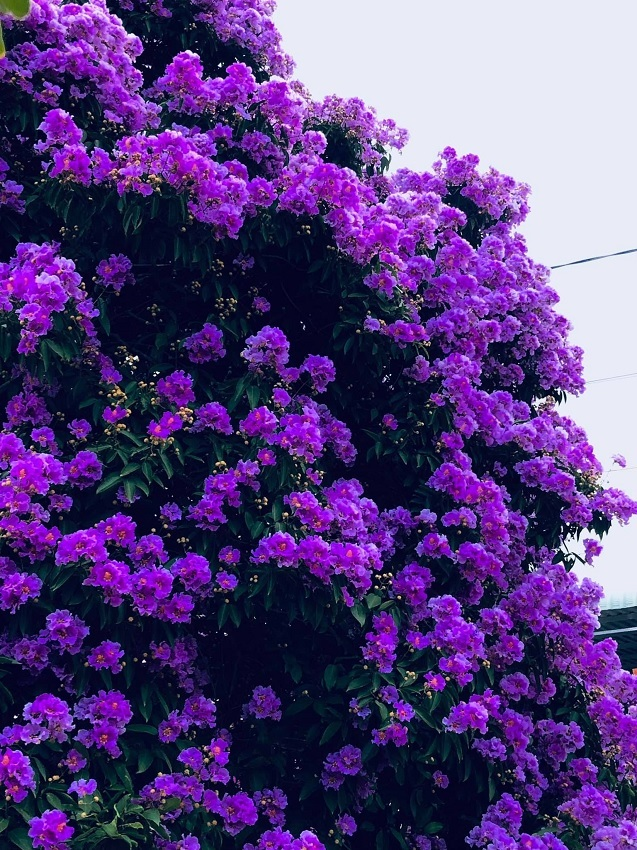 cay-bang-lang-binh-thuan (7)