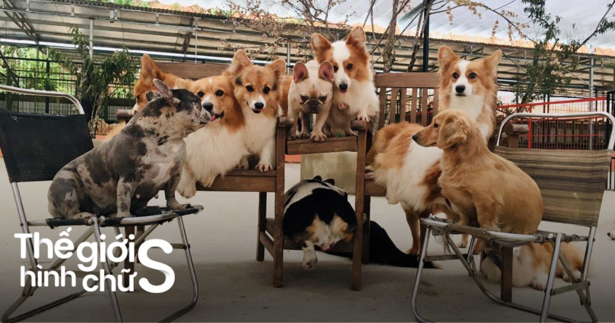 trang-trai-cho-lon-nhat-phan-thiet