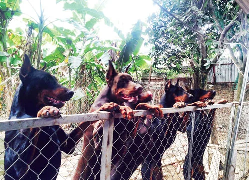 trang-trai-cho-lon-nhat-phan-thiet