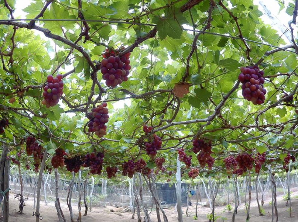 vuon-nho-phan-thiet (1)