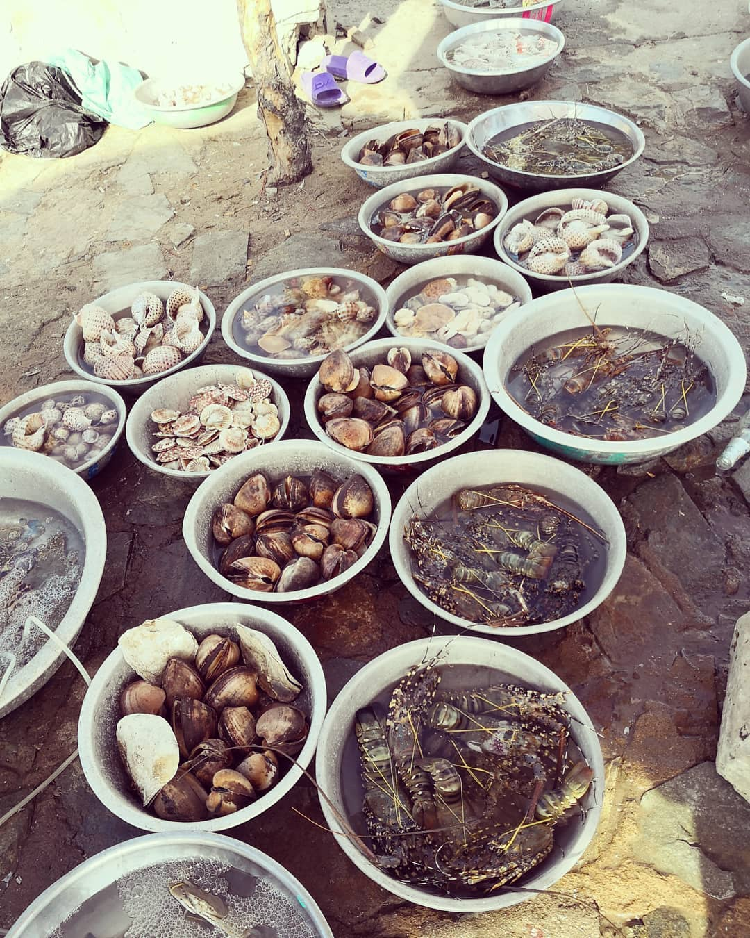 vua-hai-san-Phan-Thiet (7)